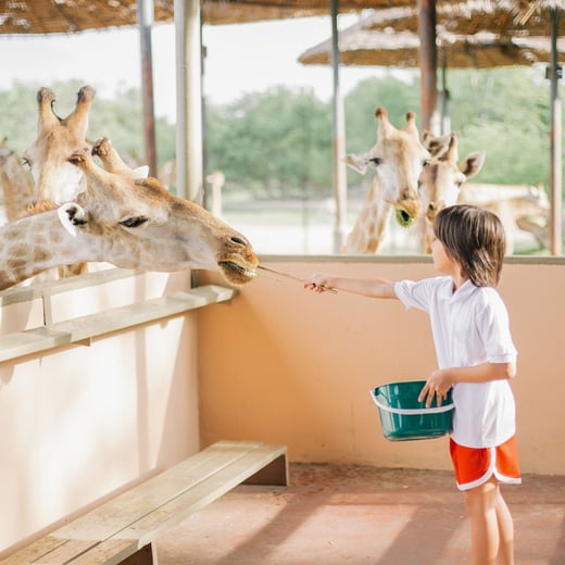 Stocksy_dierentuin_giraffe_1000x1000